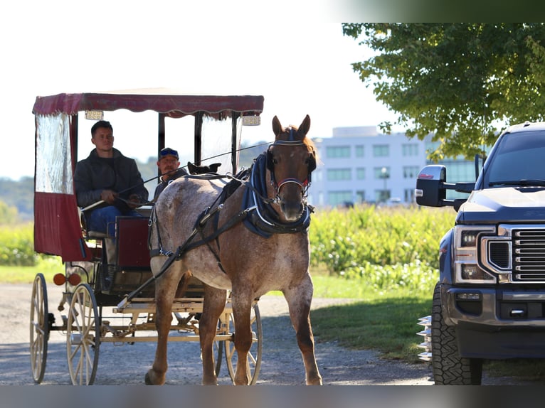American Quarter Horse Mix Wallach 5 Jahre 165 cm Roan-Red in Gap