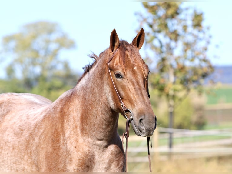 American Quarter Horse Mix Wallach 5 Jahre 165 cm Roan-Red in Gap