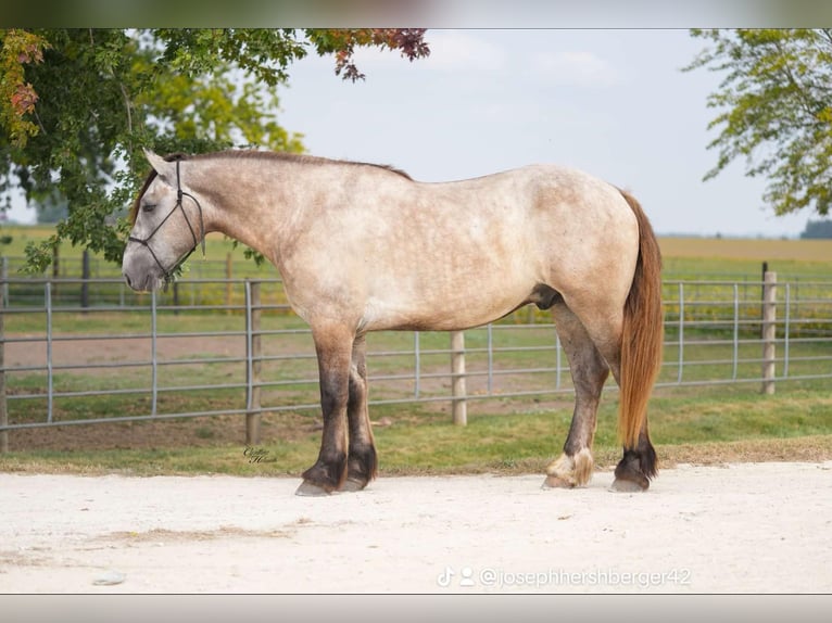 American Quarter Horse Wallach 5 Jahre 165 cm Schimmel in Independence IA