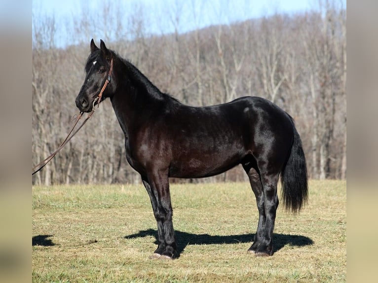 American Quarter Horse Wallach 5 Jahre 168 cm Rappe in Somerset, KY