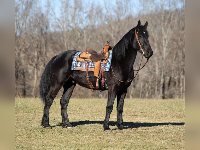 American Quarter Horse Wallach 5 Jahre 168 cm Rappe in Somerset