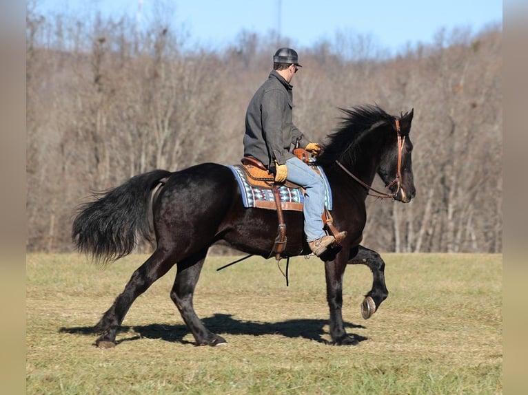 American Quarter Horse Wallach 5 Jahre 168 cm Rappe in Somerset