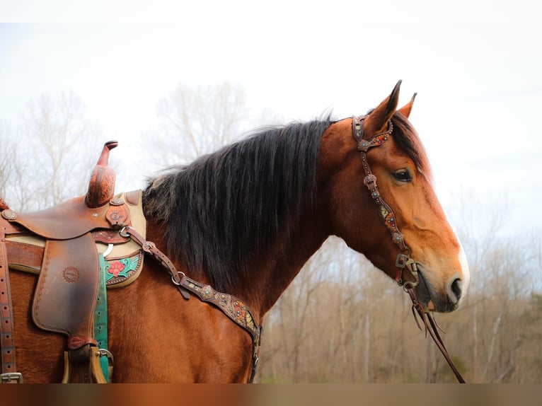 American Quarter Horse Wallach 5 Jahre 170 cm Rotbrauner in Hillsboro KY