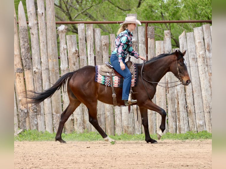 American Quarter Horse Wallach 5 Jahre 170 cm  in Athens