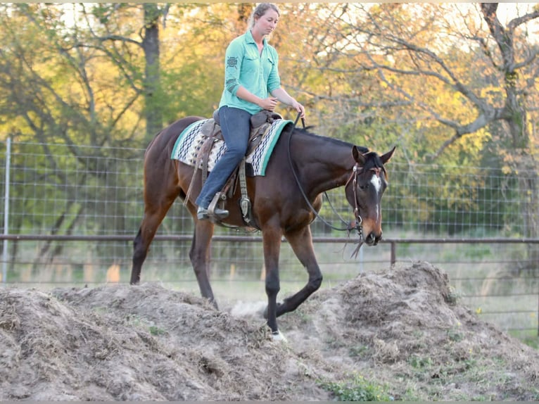 American Quarter Horse Wallach 5 Jahre 170 cm  in Athens