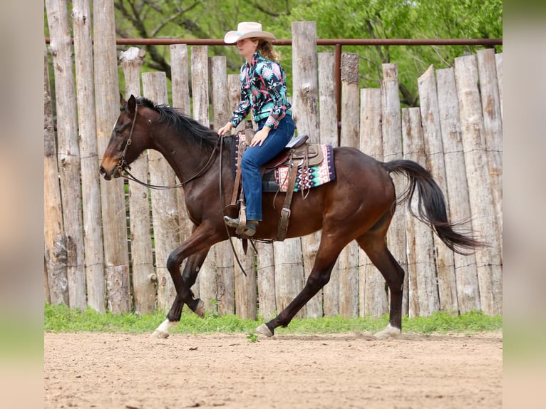 American Quarter Horse Wallach 5 Jahre 170 cm  in Athens