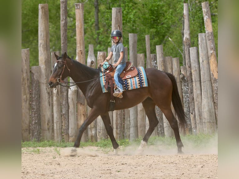 American Quarter Horse Wallach 5 Jahre 170 cm  in Athens