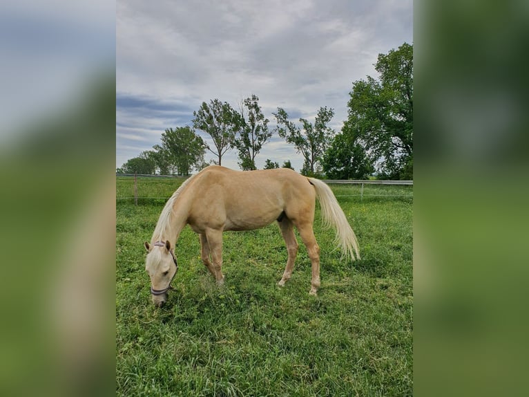 American Quarter Horse Wallach 5 Jahre 172 cm Palomino in Stary Dwor