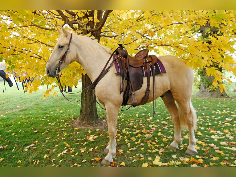 American Quarter Horse Wallach 5 Jahre 173 cm Palomino in Shipshewana IN