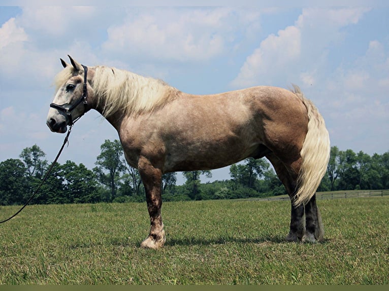 American Quarter Horse Wallach 5 Jahre 175 cm Schimmel in Highland MI