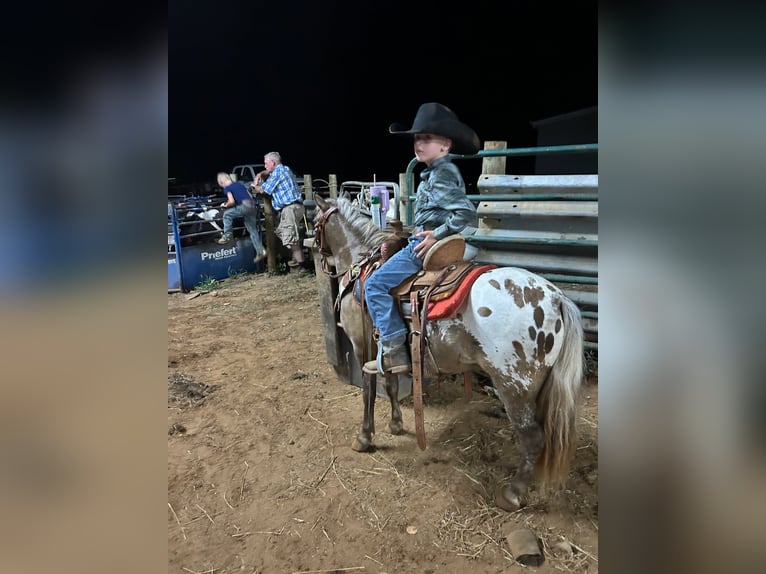 American Quarter Horse Wallach 5 Jahre 99 cm Rotbrauner in Huntland, TN
