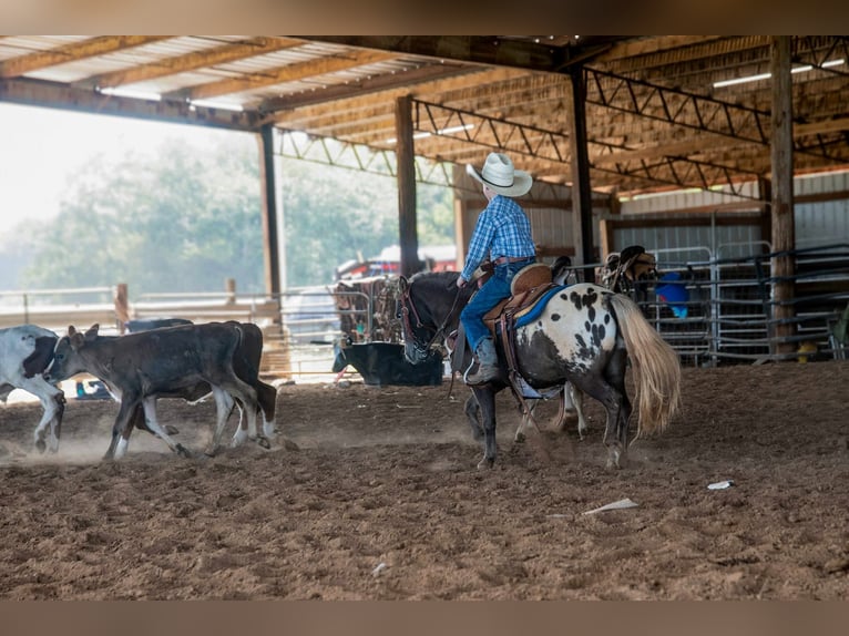 American Quarter Horse Wallach 5 Jahre 99 cm Rotbrauner in Huntland, TN
