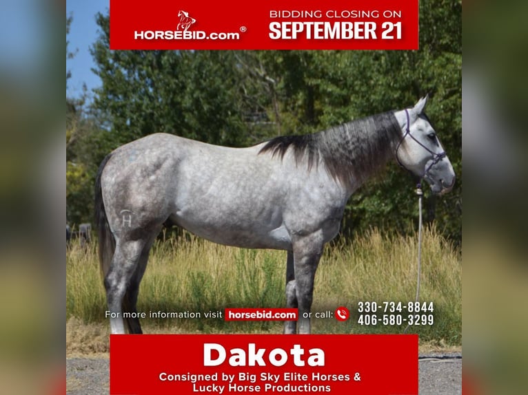 American Quarter Horse Wallach 5 Jahre Apfelschimmel in Bozeman