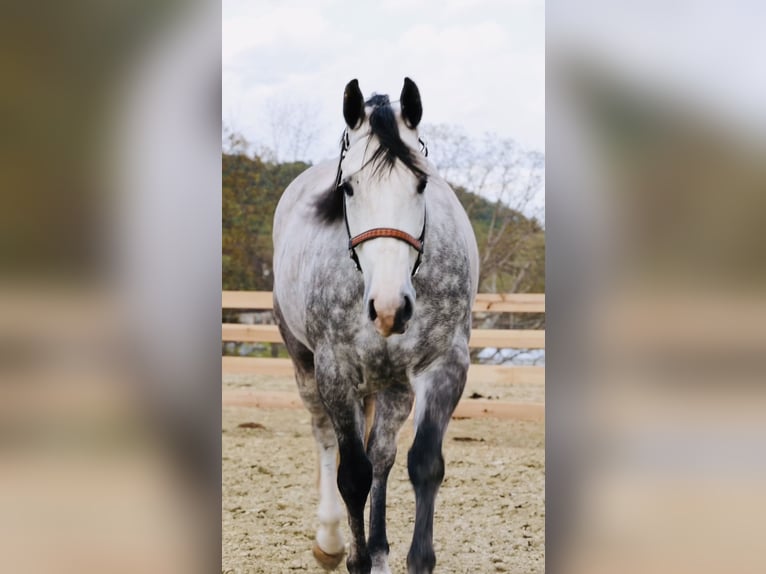 American Quarter Horse Wallach 5 Jahre Apfelschimmel in Bozeman