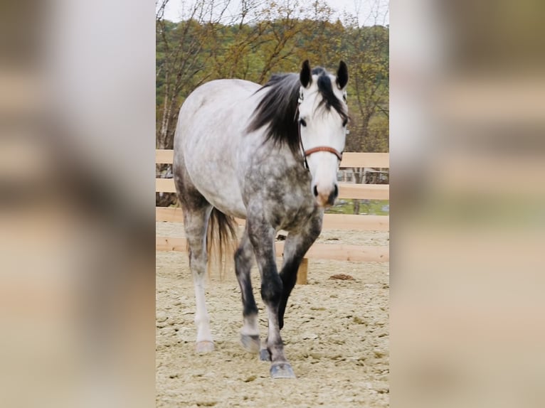 American Quarter Horse Wallach 5 Jahre Apfelschimmel in Bozeman