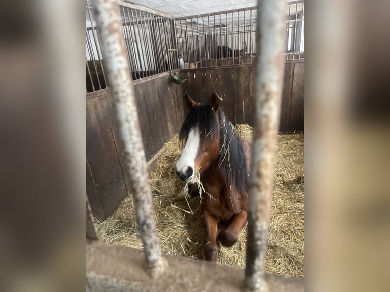 American Quarter Horse Mix Wallach 5 Jahre Brauner in Hünfeld