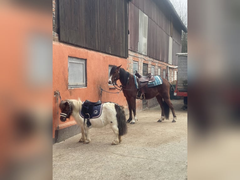 American Quarter Horse Mix Wallach 5 Jahre Brauner in Hünfeld