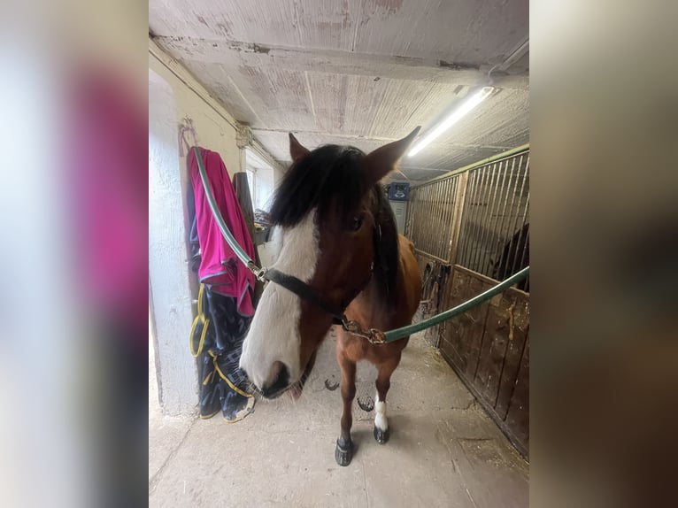 American Quarter Horse Mix Wallach 5 Jahre Brauner in Hünfeld