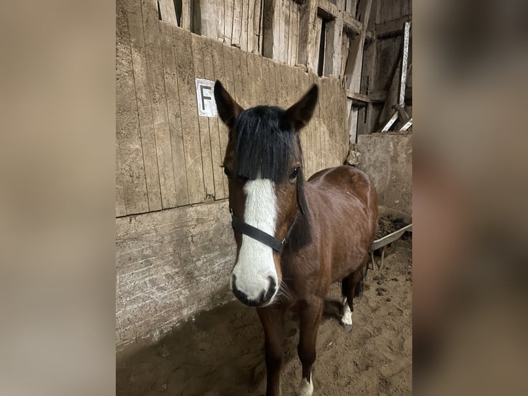 American Quarter Horse Mix Wallach 5 Jahre Brauner in Hünfeld