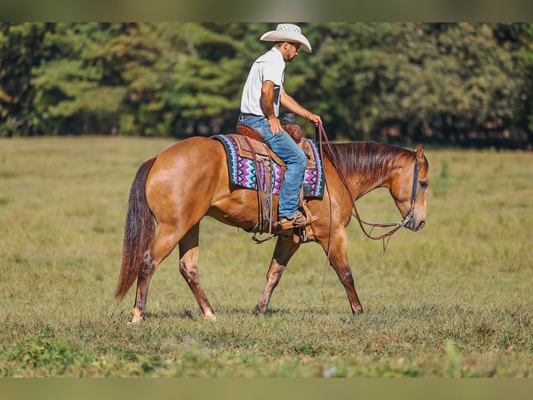 American Quarter Horse Wallach 5 Jahre Buckskin in Lyles