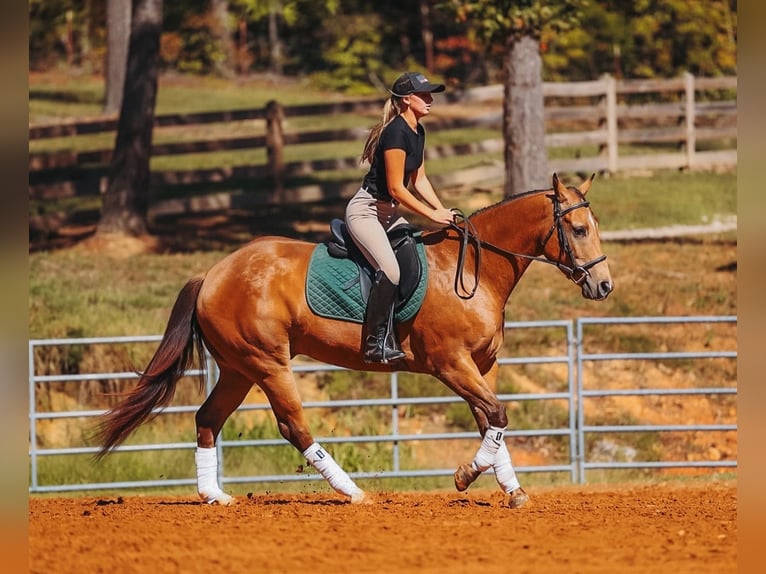 American Quarter Horse Wallach 5 Jahre Buckskin in Lyles