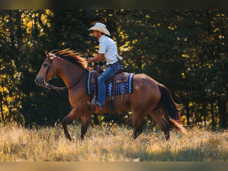American Quarter Horse Wallach 5 Jahre Buckskin in Lyles