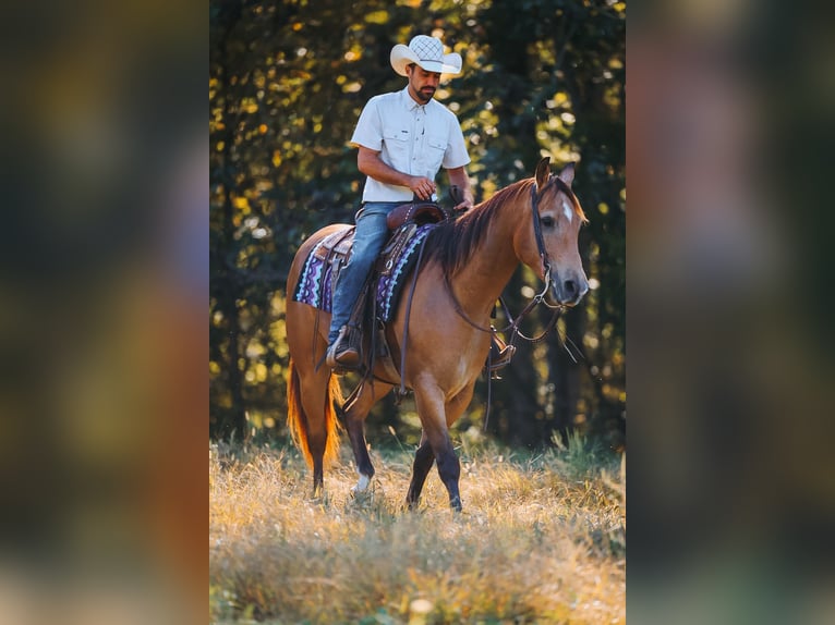 American Quarter Horse Wallach 5 Jahre Buckskin in Lyles