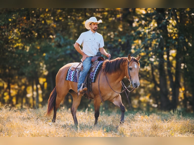 American Quarter Horse Wallach 5 Jahre Buckskin in Lyles