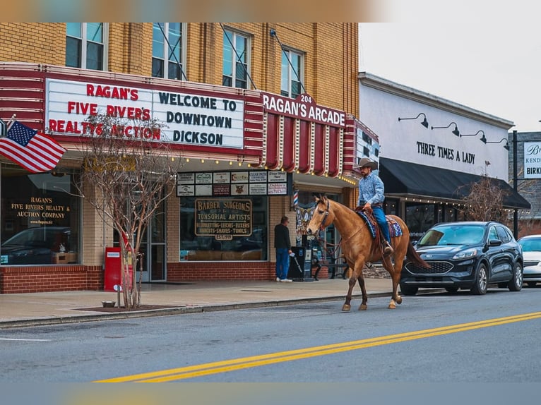 American Quarter Horse Wallach 5 Jahre Buckskin in Lyles