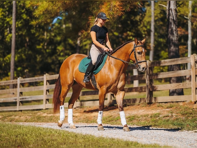American Quarter Horse Wallach 5 Jahre Buckskin in Lyles