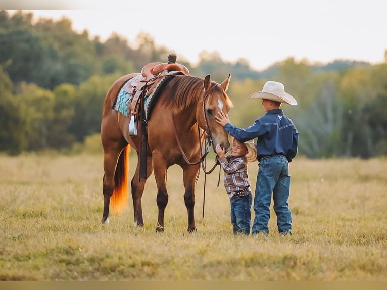 American Quarter Horse Wallach 5 Jahre Buckskin in Lyles