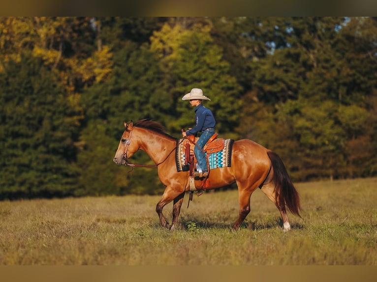 American Quarter Horse Wallach 5 Jahre Buckskin in Lyles