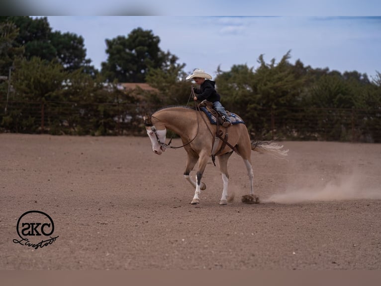American Quarter Horse Wallach 5 Jahre Buckskin in Canyon