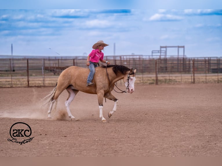 American Quarter Horse Wallach 5 Jahre Buckskin in Canyon