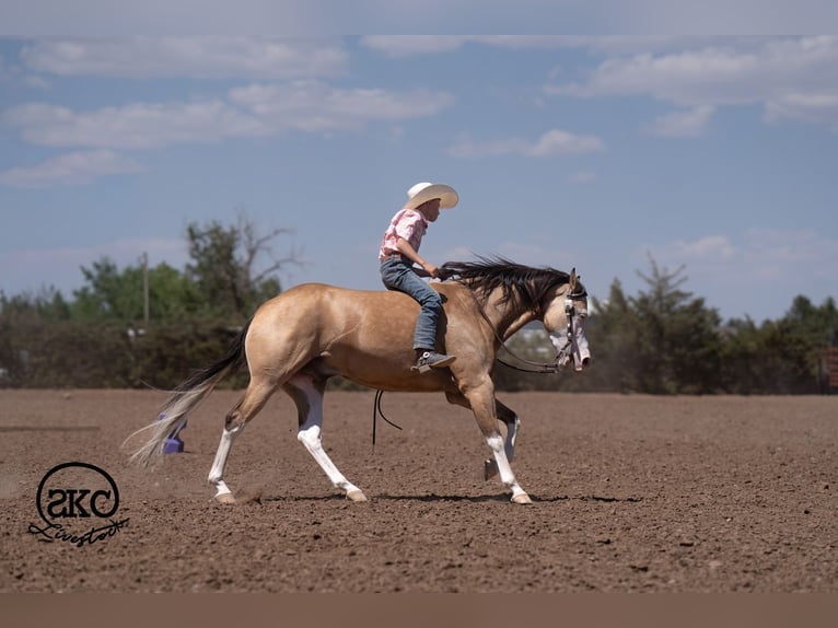 American Quarter Horse Wallach 5 Jahre Buckskin in Canyon