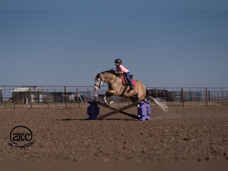 American Quarter Horse Wallach 5 Jahre Buckskin in Canyon