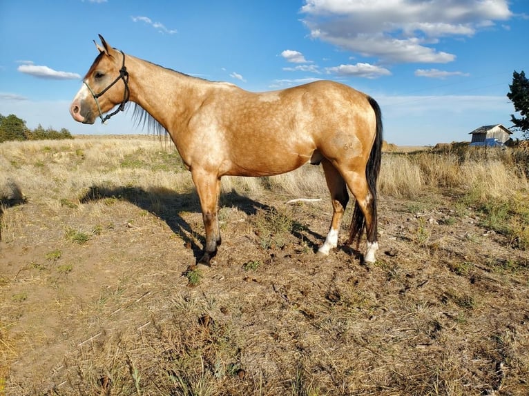 American Quarter Horse Wallach 5 Jahre Buckskin in Broadwater, NE