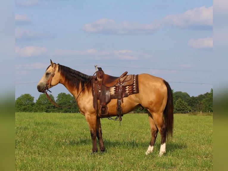American Quarter Horse Wallach 5 Jahre Buckskin in Buffalo, MO