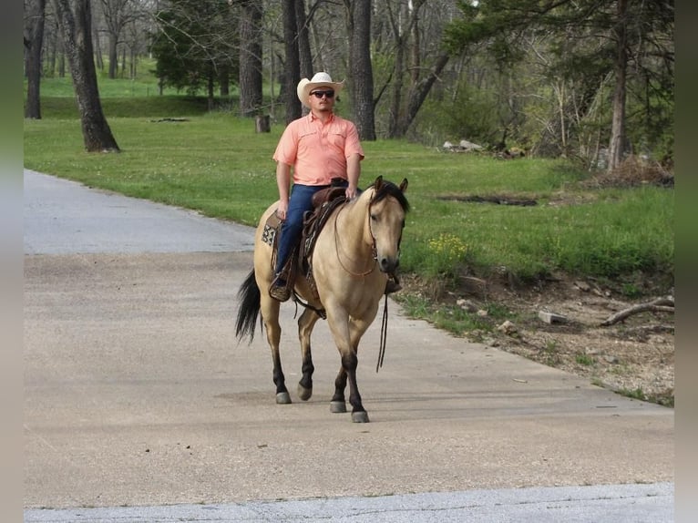 American Quarter Horse Wallach 5 Jahre Buckskin in Buffalo, MO