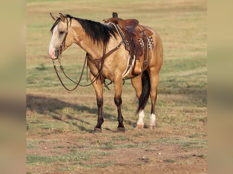American Quarter Horse Wallach 5 Jahre Buckskin in Joshua, TX