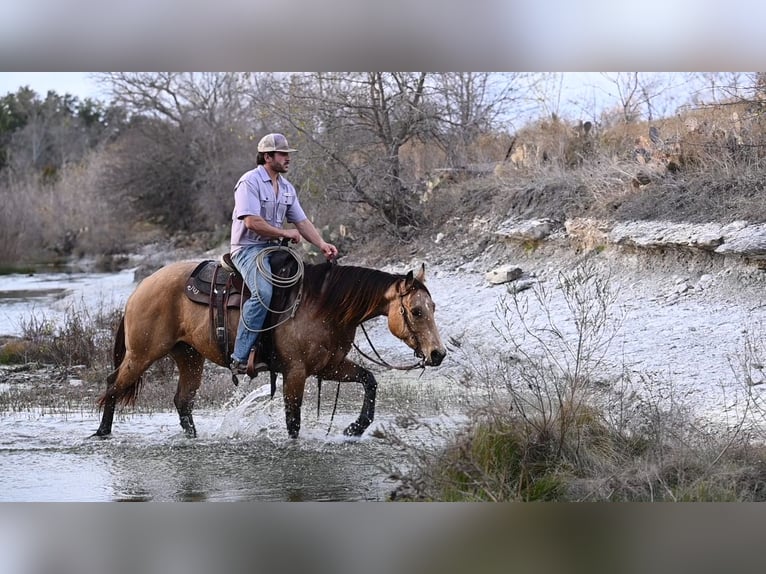 American Quarter Horse Wallach 5 Jahre Buckskin in Kaufman