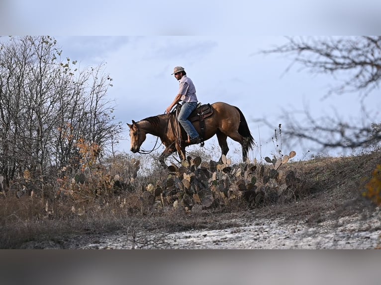 American Quarter Horse Wallach 5 Jahre Buckskin in Kaufman