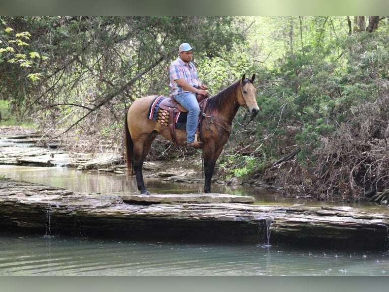 American Quarter Horse Wallach 5 Jahre Buckskin in Sonora, KY