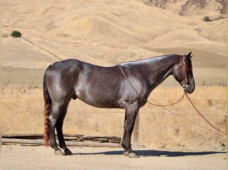 American Quarter Horse Wallach 5 Jahre Buckskin in Tres Pinos