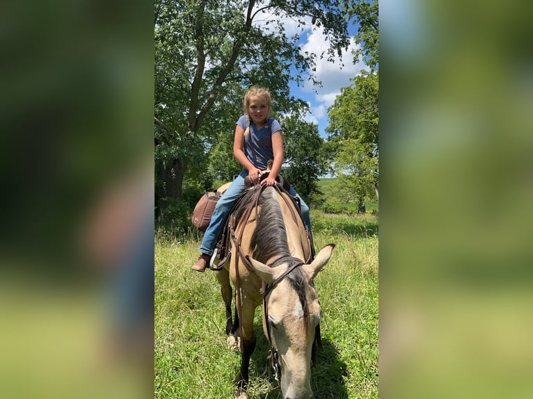 American Quarter Horse Wallach 5 Jahre Buckskin in Bernard