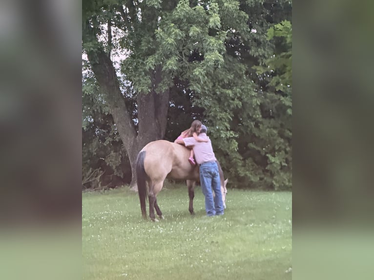 American Quarter Horse Wallach 5 Jahre Buckskin in Bernard