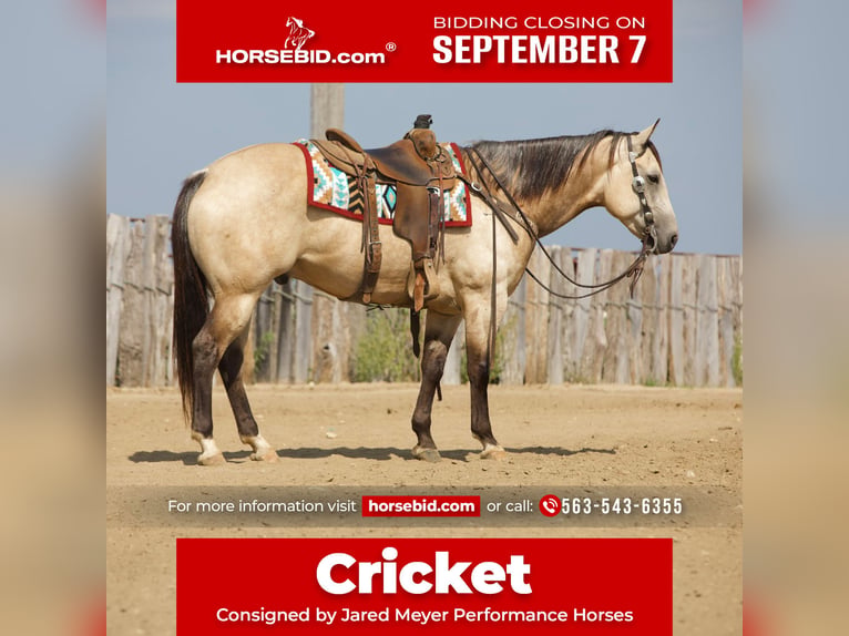 American Quarter Horse Wallach 5 Jahre Buckskin in Bernard