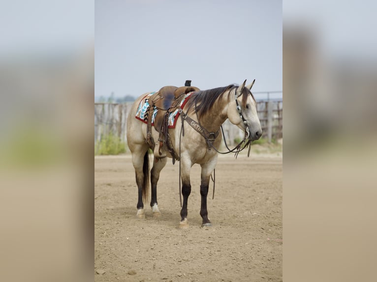 American Quarter Horse Wallach 5 Jahre Buckskin in Bernard