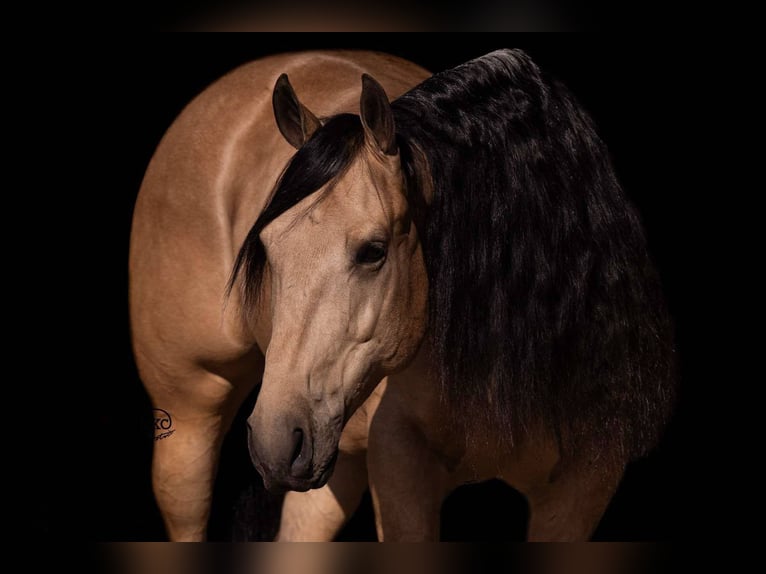 American Quarter Horse Wallach 5 Jahre Buckskin in Canyon, TX