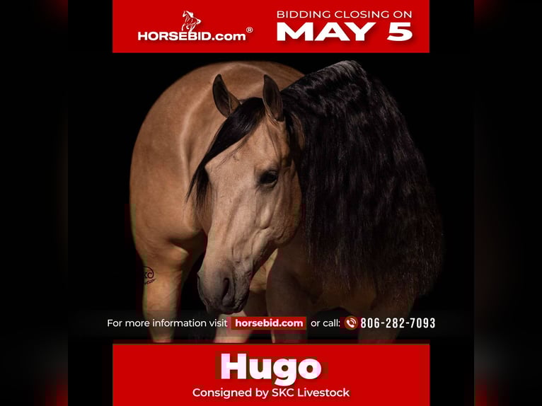 American Quarter Horse Wallach 5 Jahre Buckskin in Canyon, TX